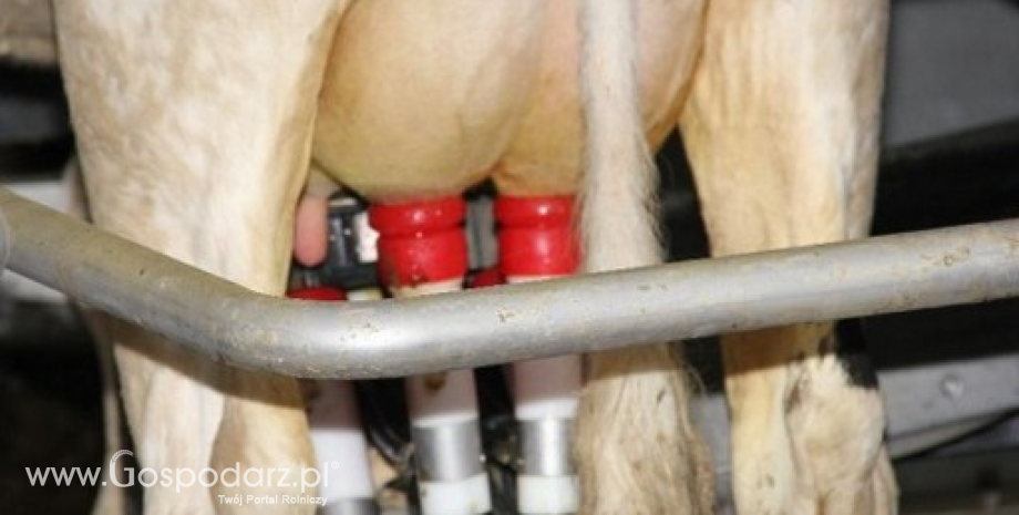 W II p. 2016 r. produkcja mleka w NZ spadła o 3,0%, a w Australii o 8,5%