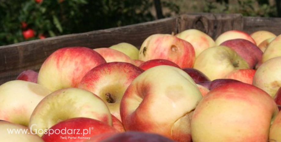 Ceny jabłek i gruszek w Polsce (22.03.2016)