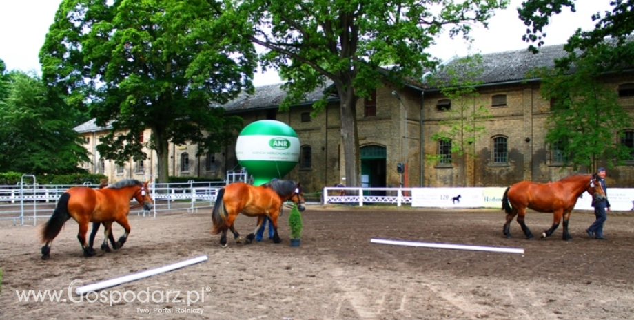 Czempionat koni zimnokrwistych w Kętrzynie