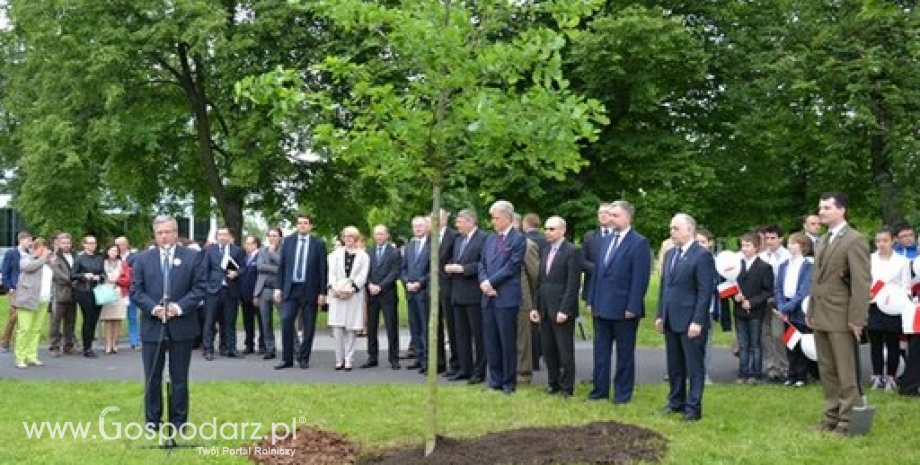 Dąb Wolności w Poznaniu