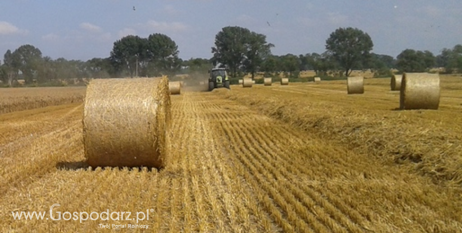 USDA przewiduje rekordowe zbiory pszenicy