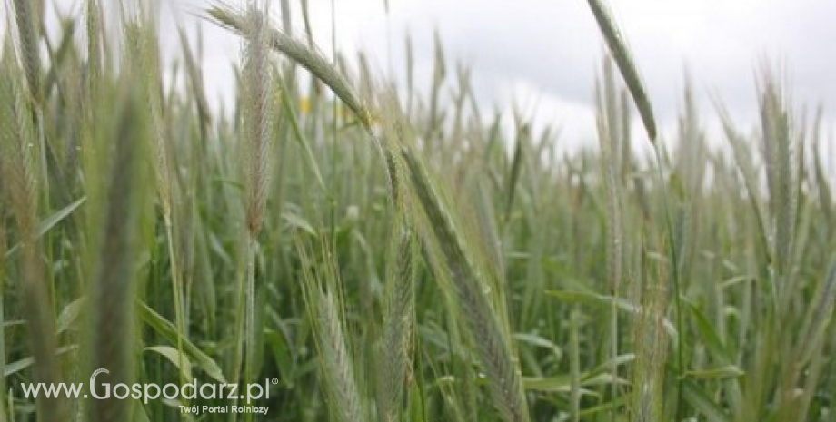 Sytuacja na rynku zbóż w Wielkopolsce (28.05.2013)