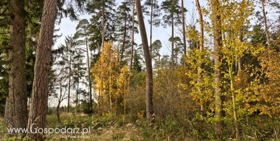 Udana submisja drewna w Szczecinie