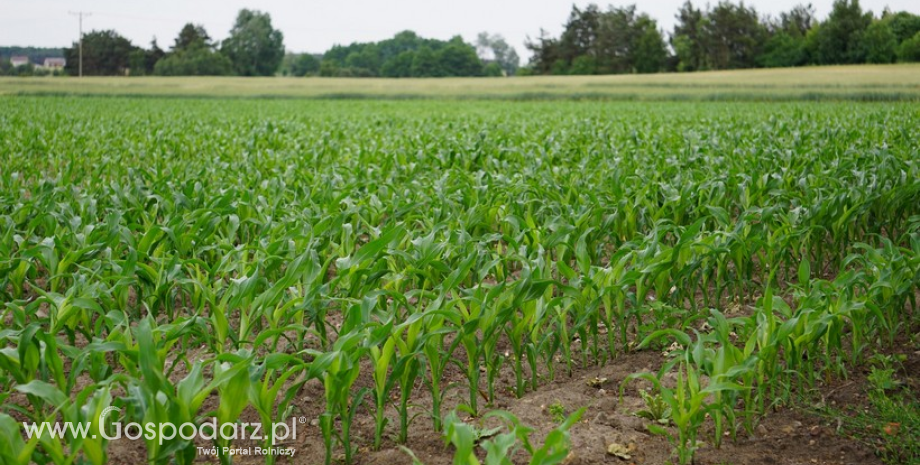 W uprawach kukurydzy pojawiła się ploniarka zbożówka