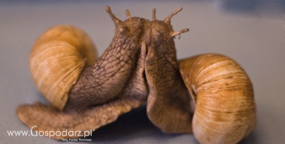 Pomysł na biznes: Hodowla ślimaków w Polsce