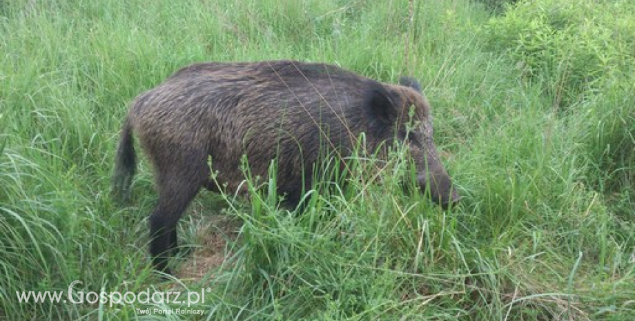 Kolejne dziesięć przypadków ASF u dzików