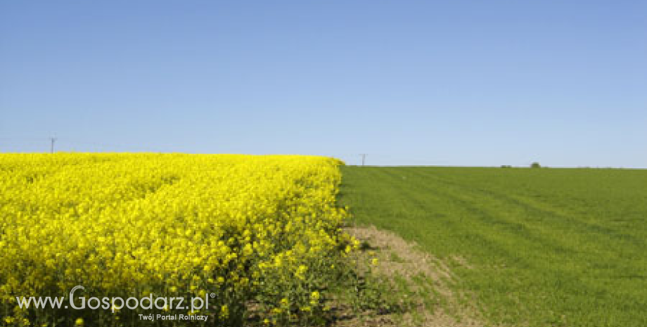 Prognozy wysokich zbiorów rzepaku w sezonie 2013/2014