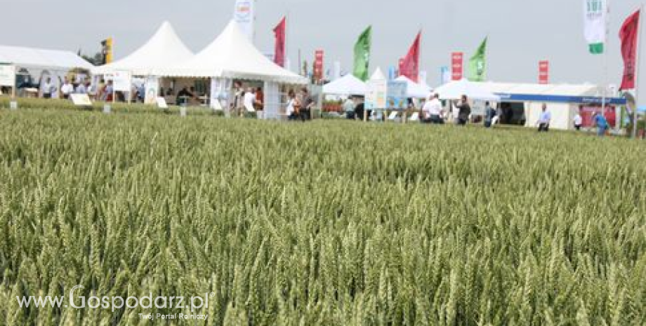 Francja – Wzrost zbiorów pszenicy