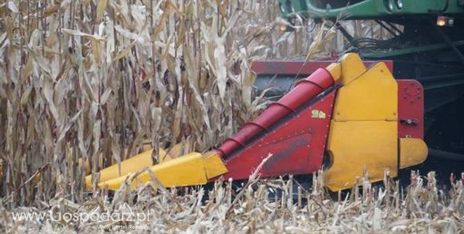 Niższe zbiory kukurydzy na Ukrainie