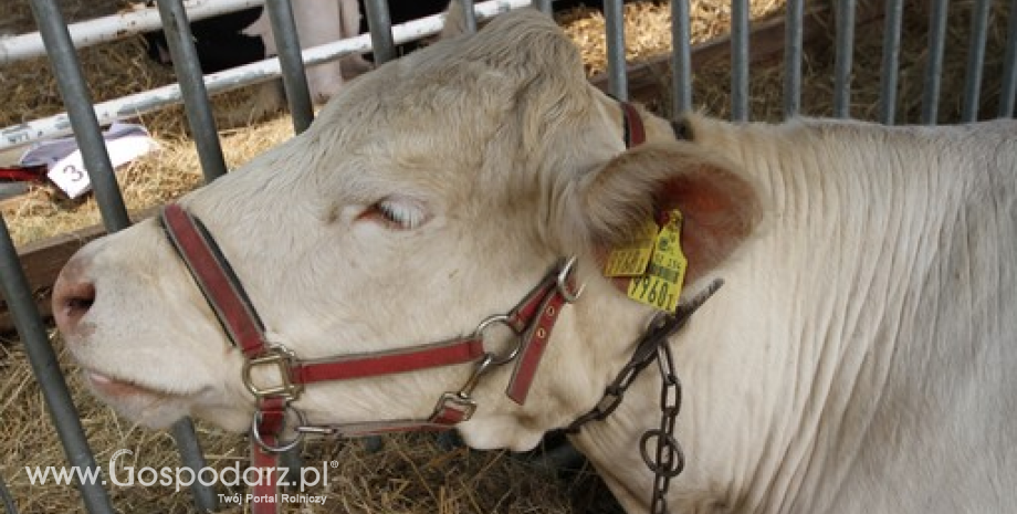 Ceny żywca wieprzowego, wołowego i drobiowego w Polsce (25.11-01.12.2013)