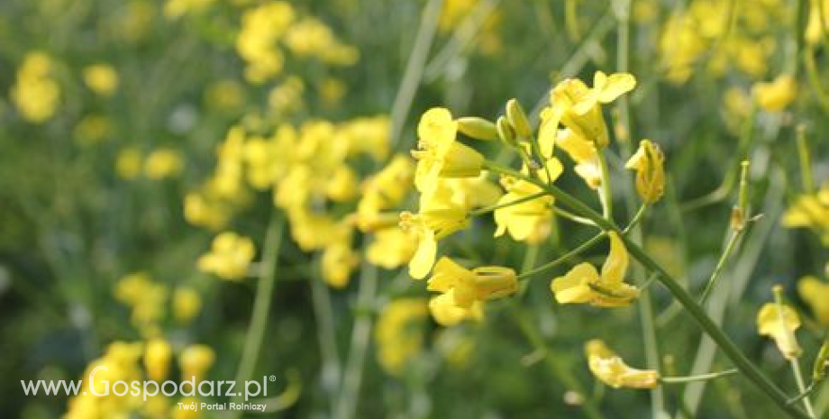 Ceny rzepaku, śruty, oleju i makuchu w punktach skupu (17-24.05.2015)