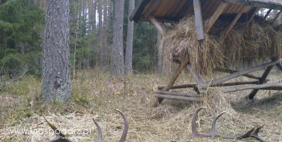 Trwa sezon zbierania zrzutów poroży jeleni i łosi