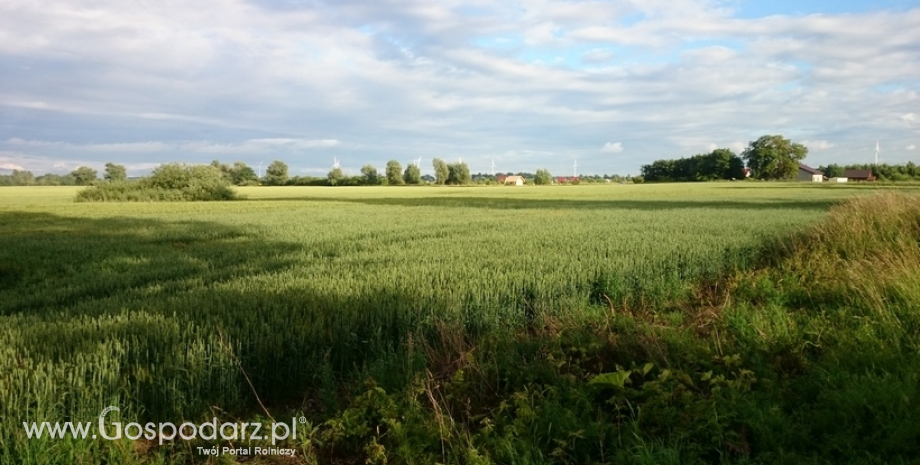 Wzrost zbiorów większości ziemiopłodów rolnych