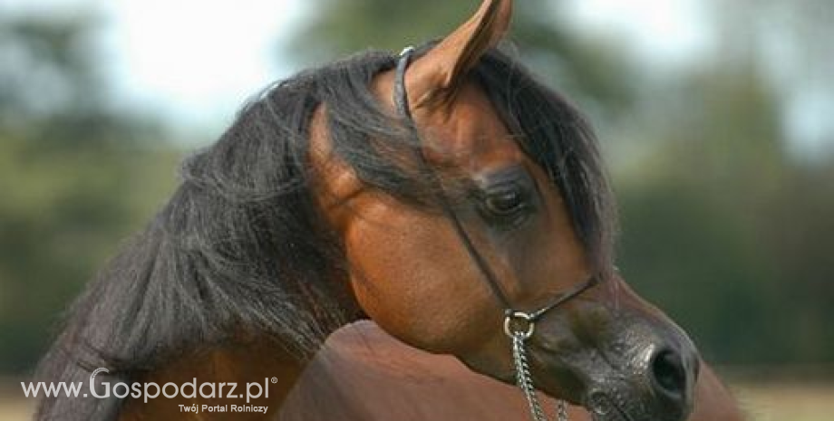 43 konie z polskich stadnin na Pride of Poland