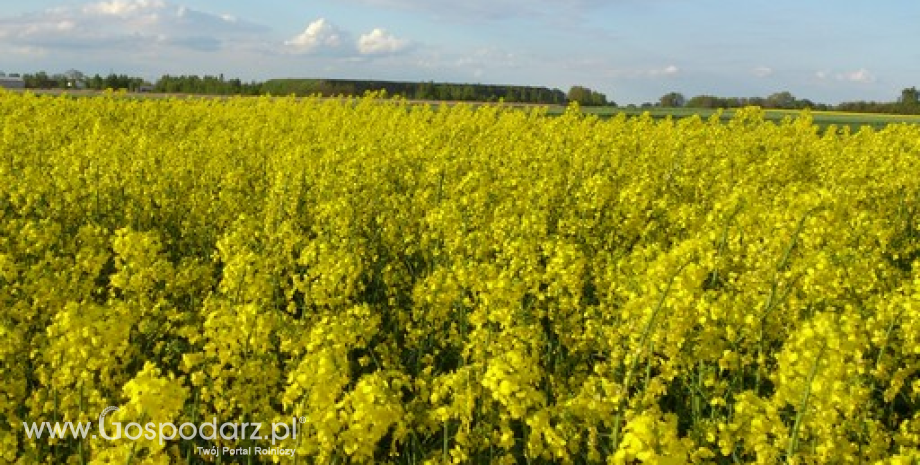 DG Agri: Zbiory oleistych w sezonie 2015/2016 wyniosą 31,11 mln ton