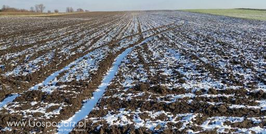 Druga dopłata do materiału siewnego dla rolników dotkniętych klęską wymarznięć