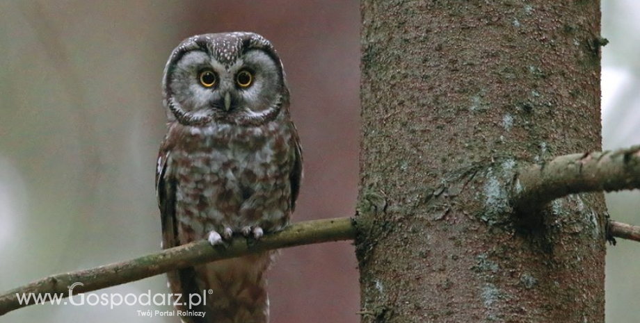 Włochatka zadomowiła się w skrzynce lęgowej