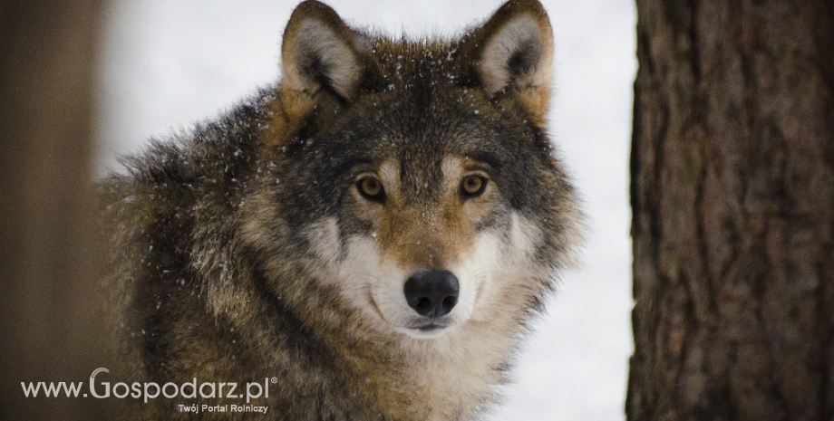 MKiŚ w sprawie wniosku KRIR odnośnie rosnącej populacji wilka