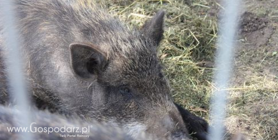 Afrykański pomór świń u dzików. Na co zwrócić uwagę