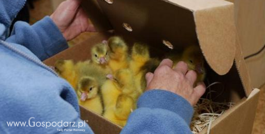 Akcja rozdawania piskląt gęsi w Ostrzeszowie