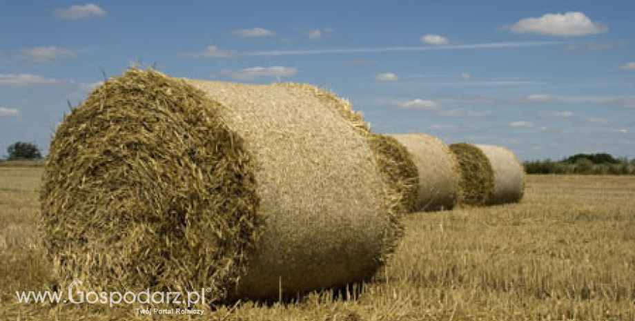 Zbiory zbóż w UE mogą wynieść 304,5 mln ton