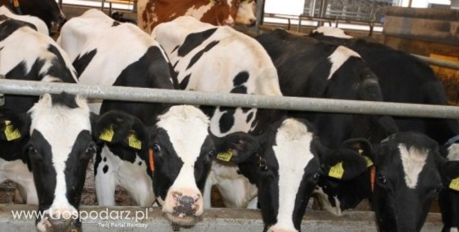 Pogłowie bydła na Ukrainie dalej będzie spadać
