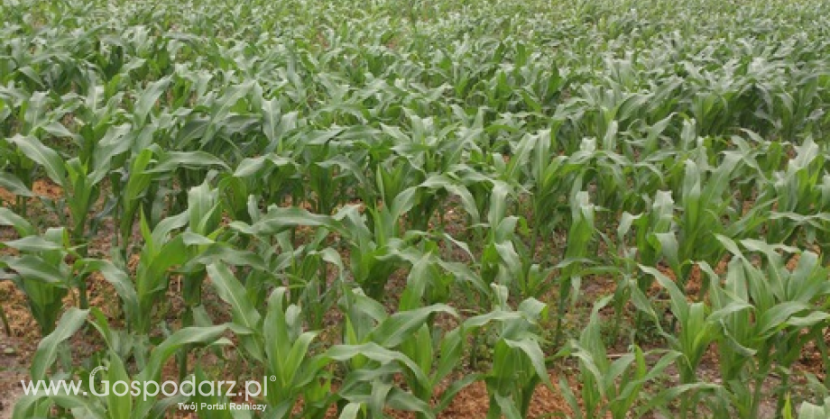 IGC podniosła prognozę globalnej produkcji zbóż