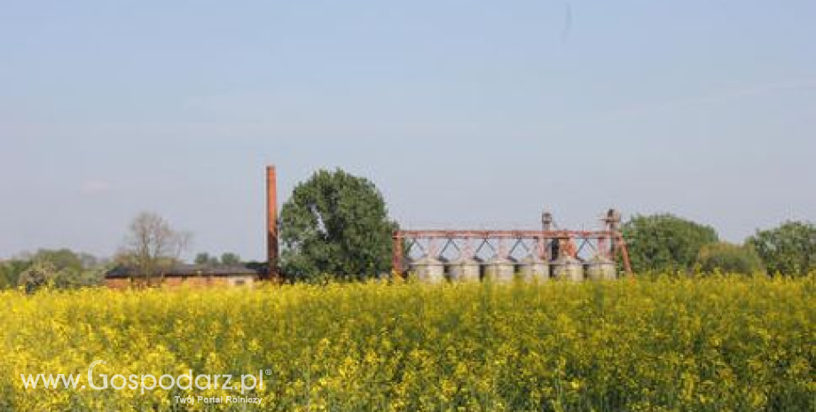 Canola zamknęła tydzień najniżej od września 2010 r. (9.12.2013)