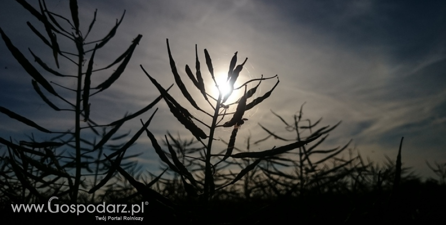 Światowe zbiory rzepaku