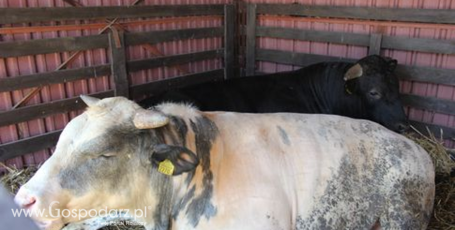 Już 12 państw zablokowało import wołowiny w Brazylii