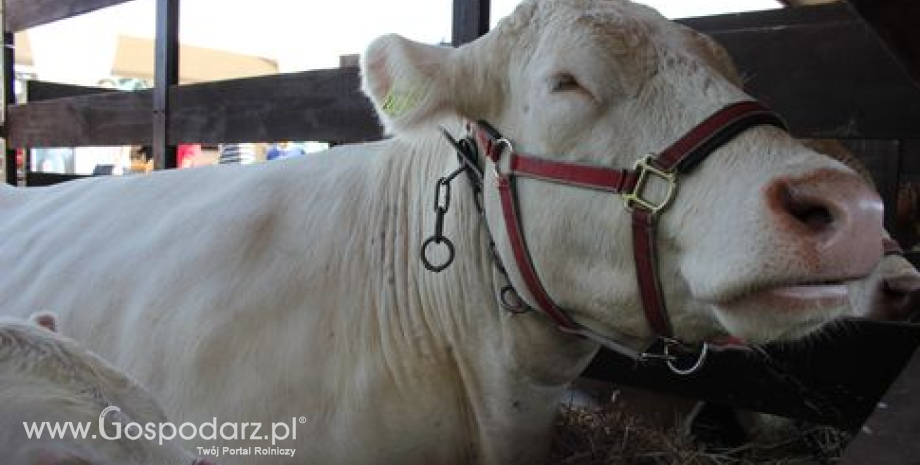 Ceny bydła na targowiskach (24.03.2016)