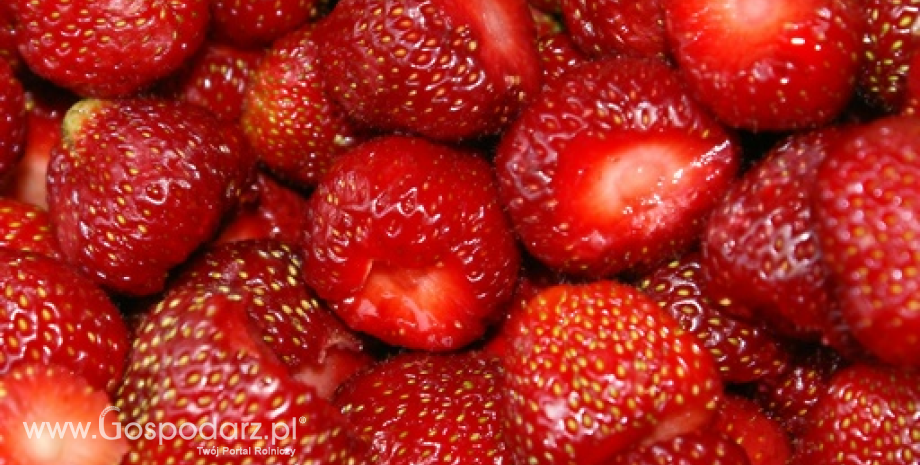 GUS: Zbiory owoców z krzewów owocowych i plantacji jagodowych wyniosły 575 tys. t