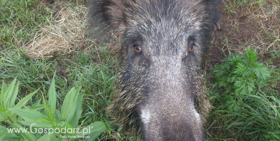 Już 275 przypadków ASF u dzików