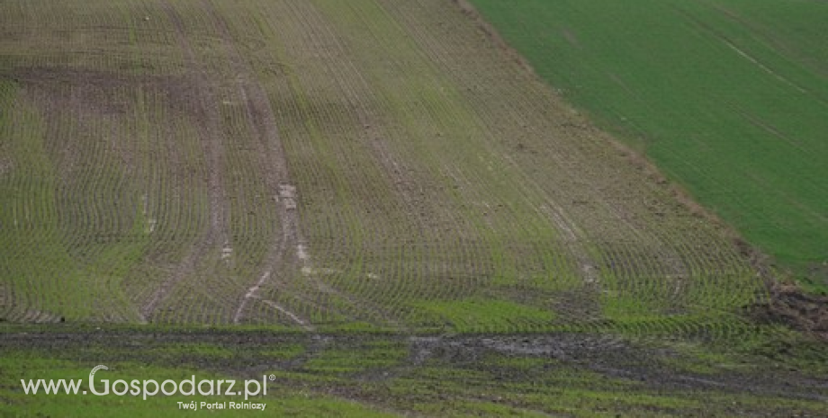 MRiRW w sprawie stawek czynszów dzierżawnych