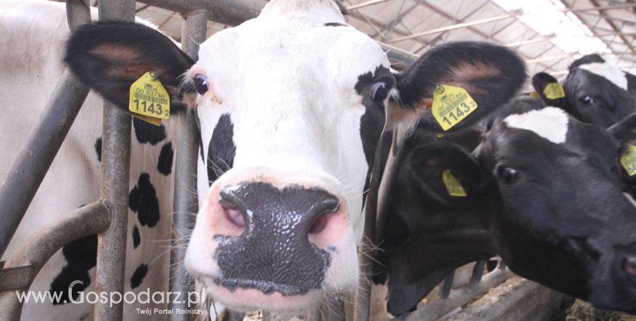 Europejski Zielony Ład budzi niepokój producentów mleka
