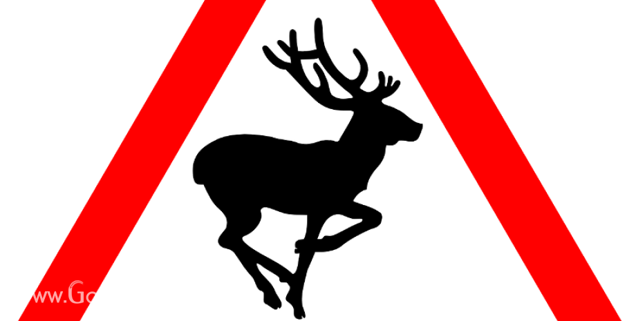 UWAGA NA DZIKIE ZWIERZĘTA!