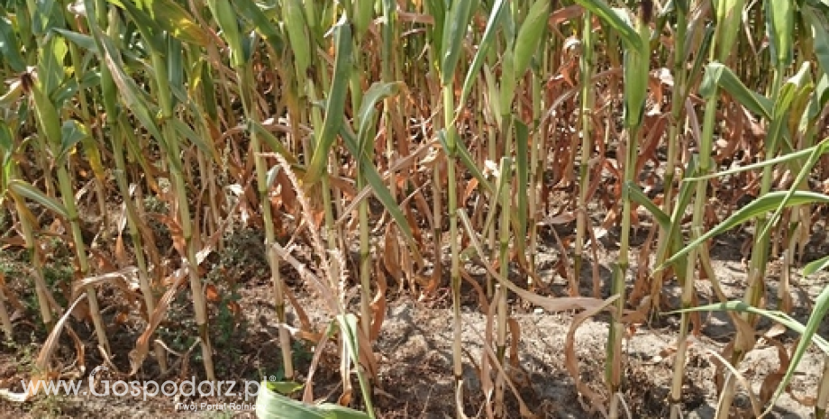 Mniejsze zbiory kukurydzy w krajach Basenu Morza Czarnego