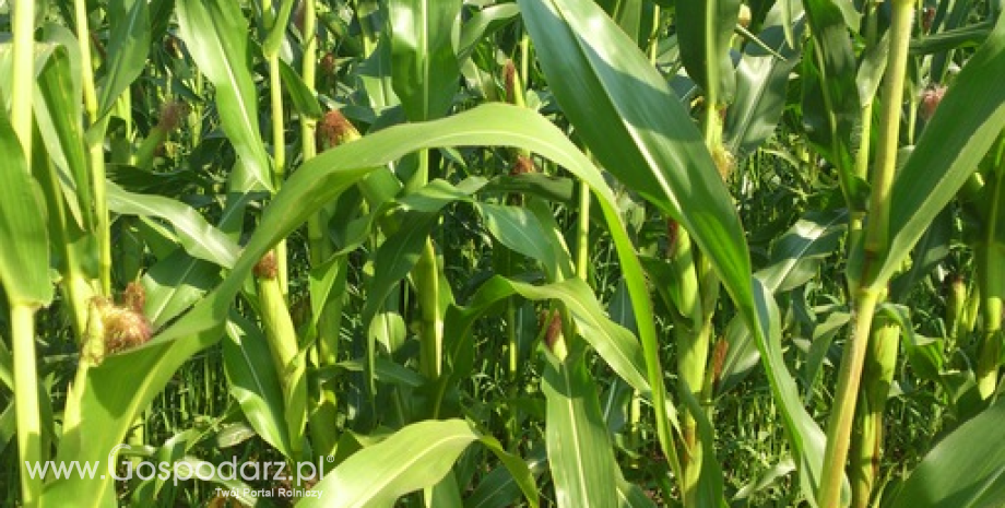 Chiny: Skup interwencyjny kukurydzy tylko do końca sezonu