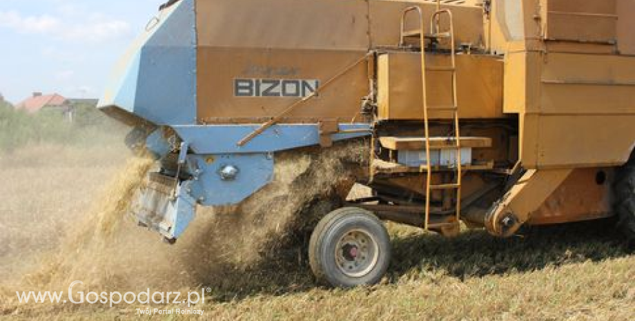 Tydzień na giełdowym rynku zbóż. Zboża pod presją wysokiej podaży (01-05.09.2014)