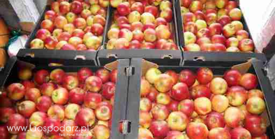 Zapasy jabłek na początku lutego 2014 r. w Polsce i UE