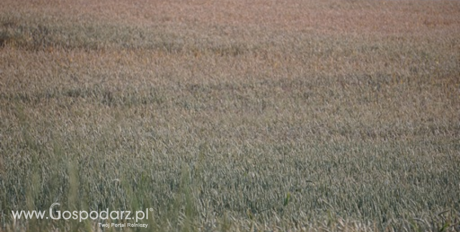 Zboża konsumpcyjne nieznacznie w górę (13.12.2015)