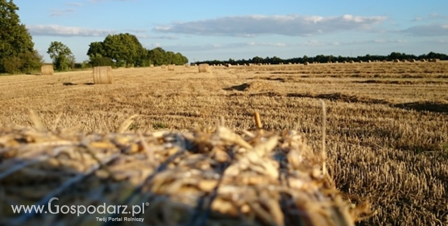 Polski rynek zbóż w 2016 r. Susza i import zagrożeniem dla rodzimych producentów zbóż