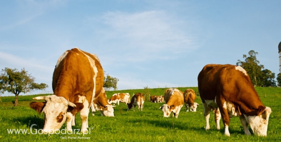 W 2015 r. kraje UE wyprodukowały 7,72 mln ton mięsa wołowego