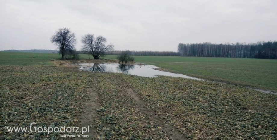 Okres karencji przy ubezpieczeniach upraw należy skrócić o połowę