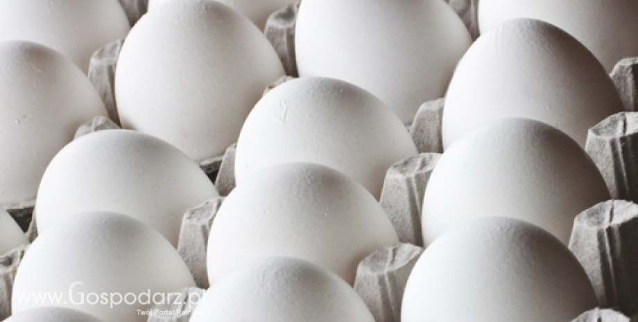 Rynek jaj w Niemczech. Produkcja wzrosła do 13,8 mld szt.
