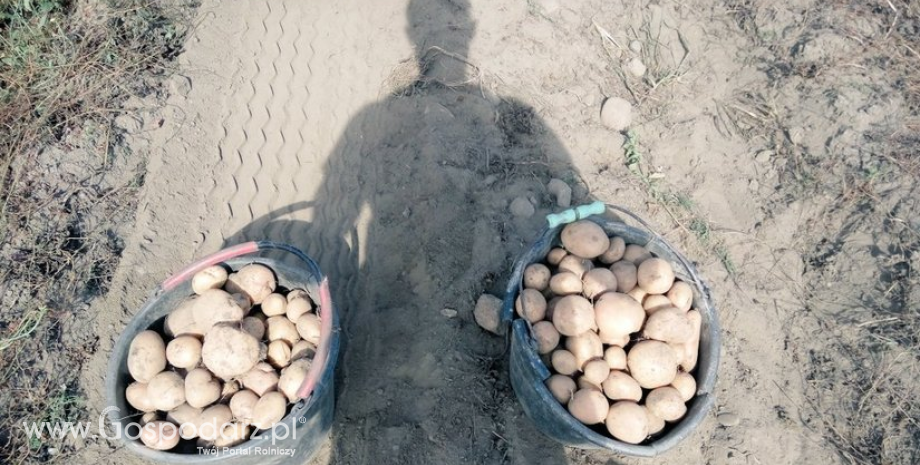 Ponownie spadł eksport ziemniaków z Polski