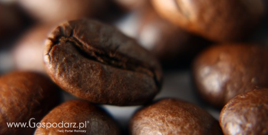 Grzyby niszczą plantacje kawy w Gwatemali. Ceny kawy do góry?