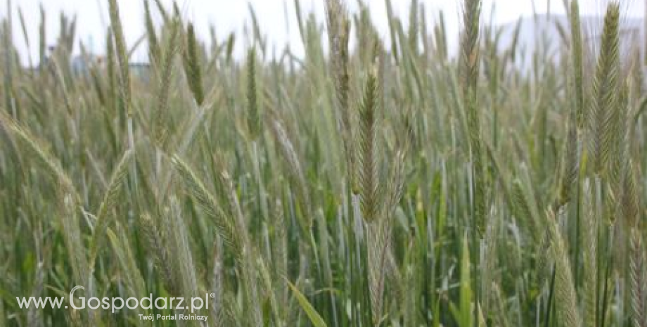 Korekta notowań zbóż na CBoT i Matif (21.03.2014)