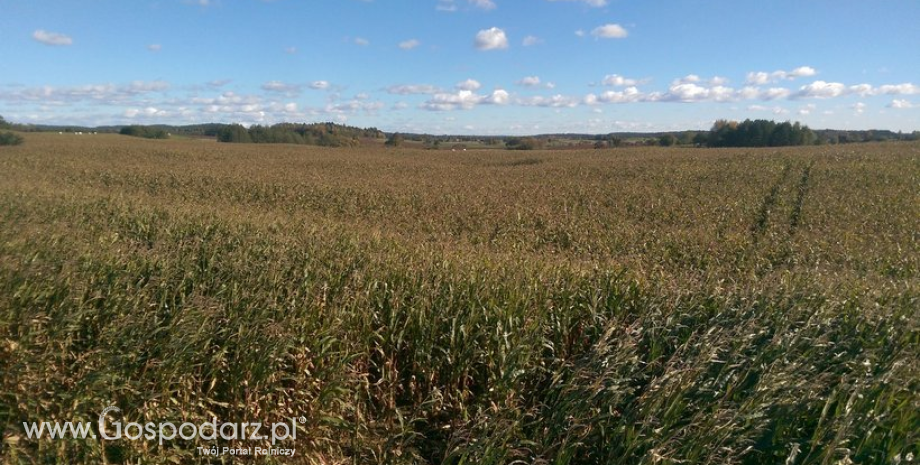 Bilans kukurydzy będzie nieco bardziej napięty niż w poprzednim sezonie