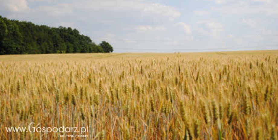 Krajowy skup zbóż